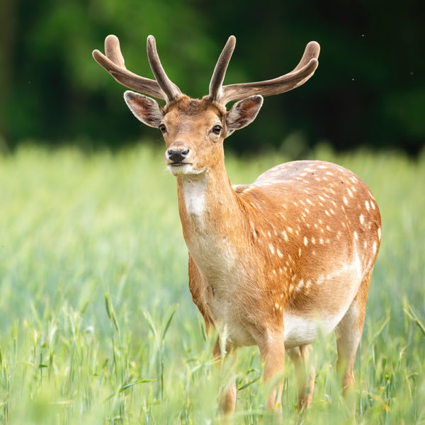 TaiBIF 臺灣生物多樣性資訊機構